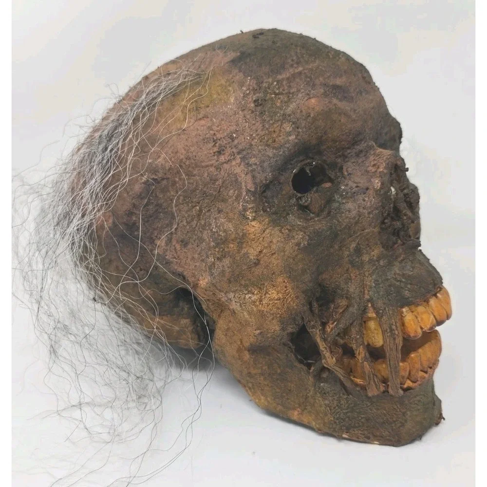Life-Size Rotted Skull Prop Used Prop Skull Halloween Horror Haunted House U62
